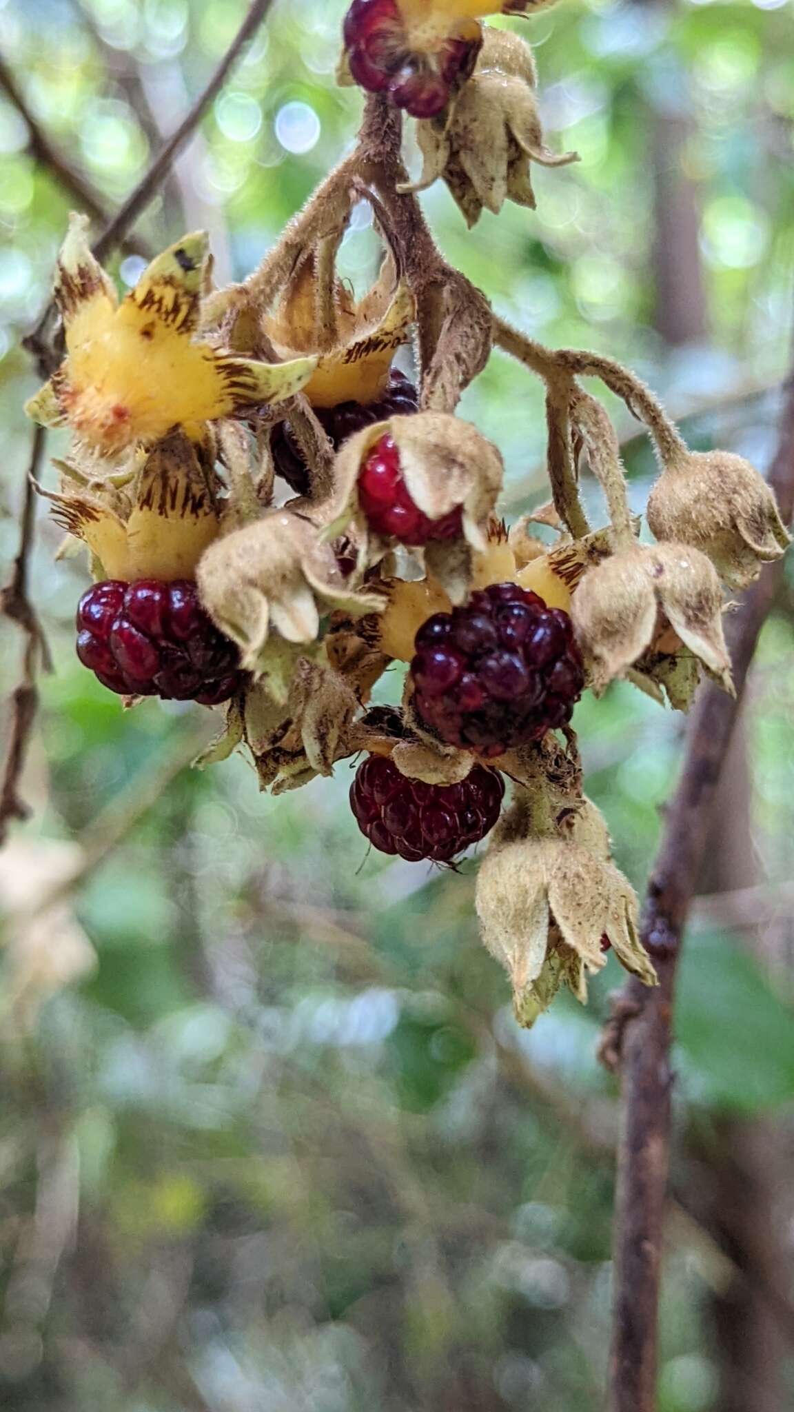 Imagem de Rubus glomeratus Bl.