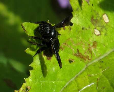 Megachile xylocopoides Smith 1853 resmi