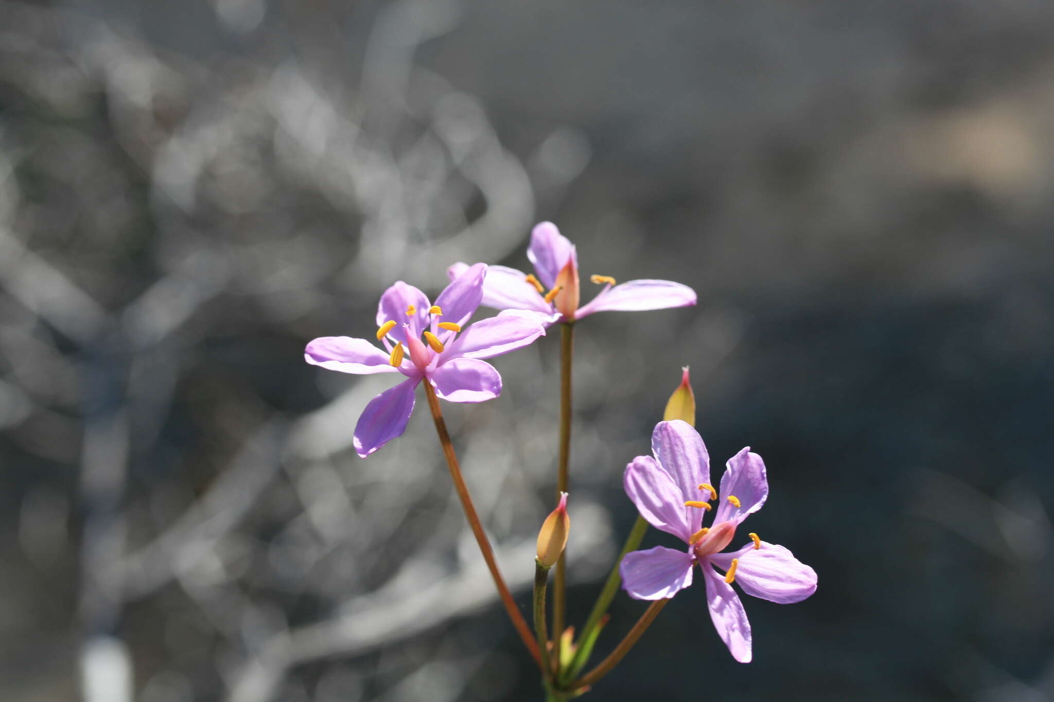 Image of Burchardia rosea Keighery