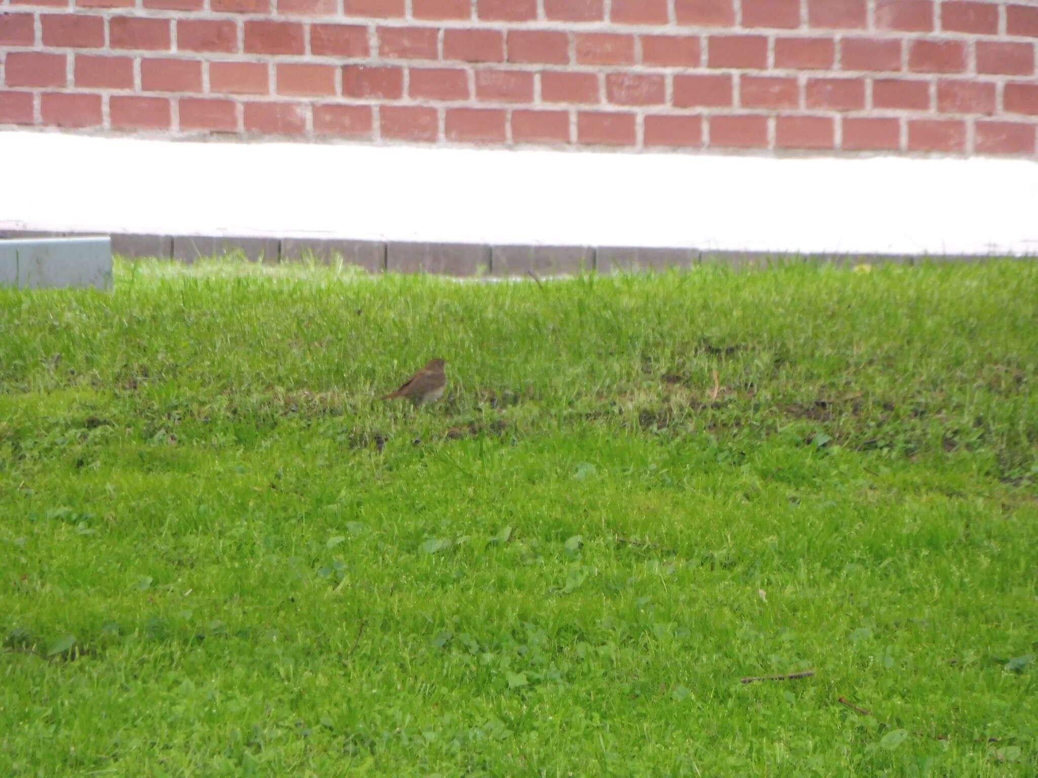 Image of Thrush Nightingale