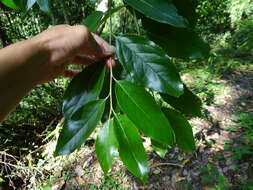 Image de Prunus zippeliana Miq.