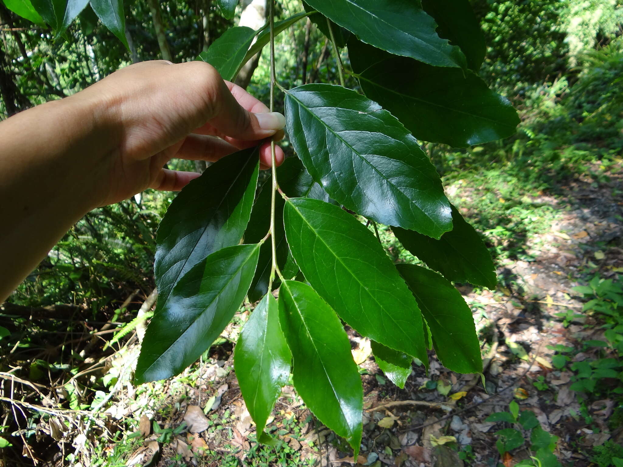 Image de Prunus zippeliana Miq.