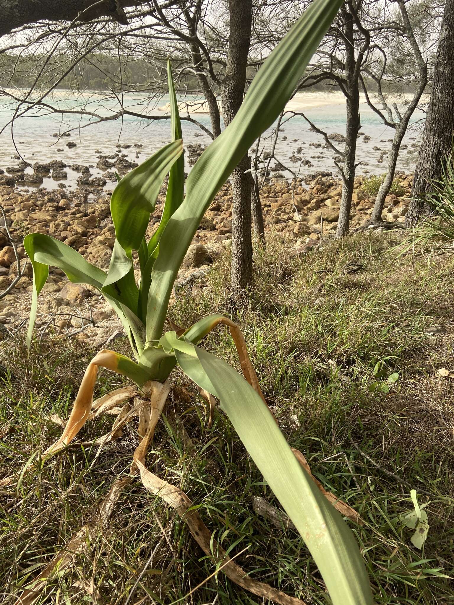 Image of Mangrove lily