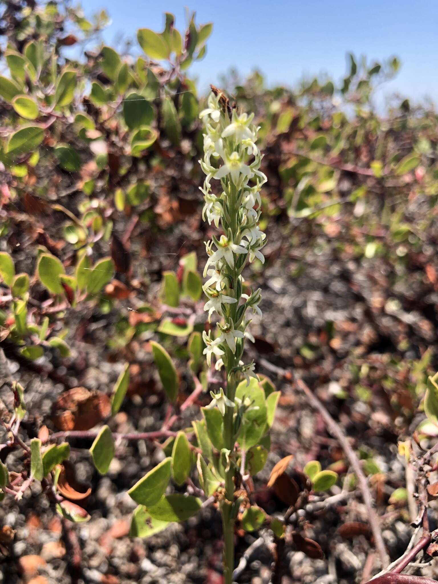 Platanthera yadonii (Rand. Morgan & Ackerman) R. M. Bateman resmi