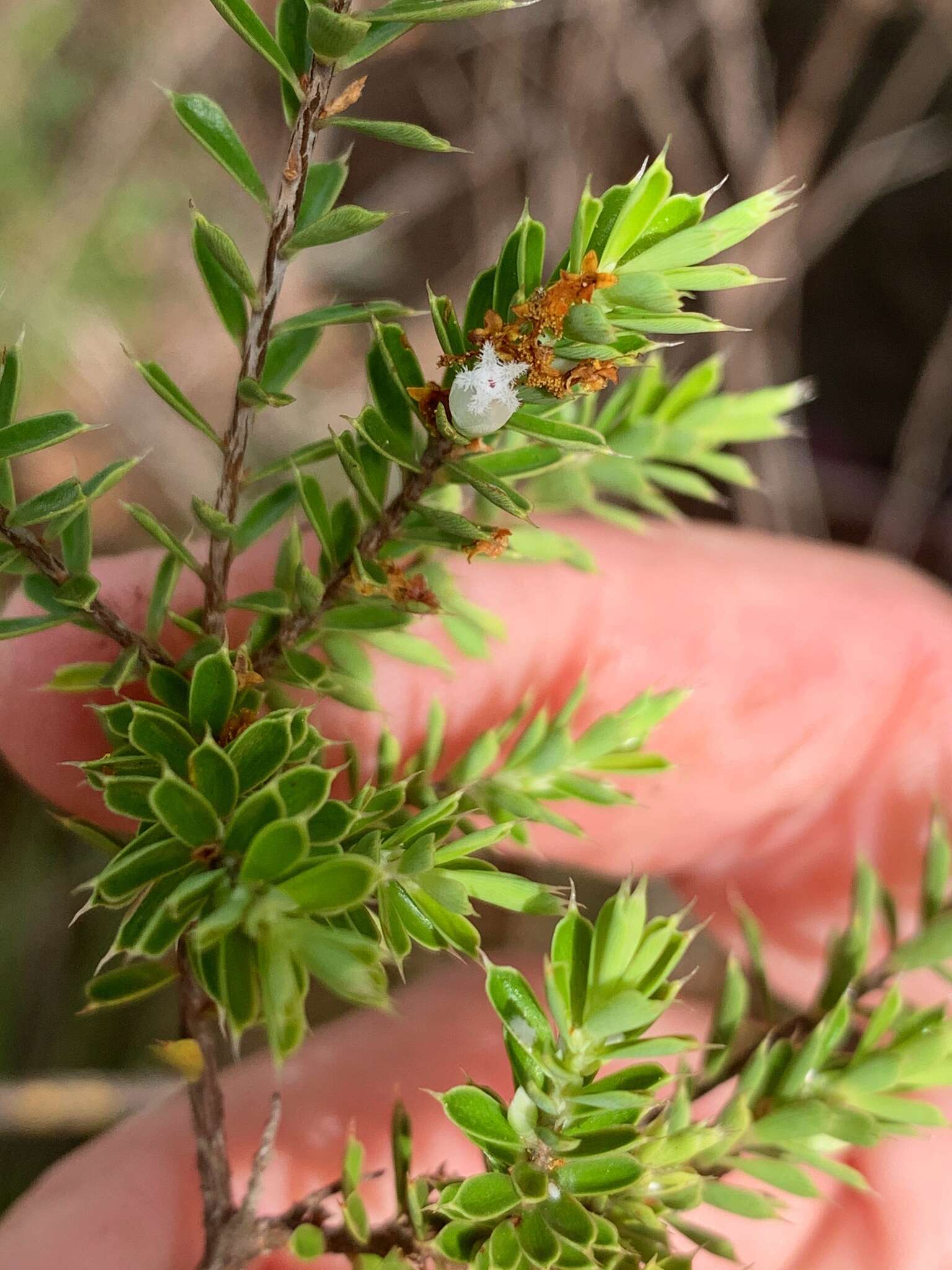 Image of Leucopogon cuspidatus R. Br.