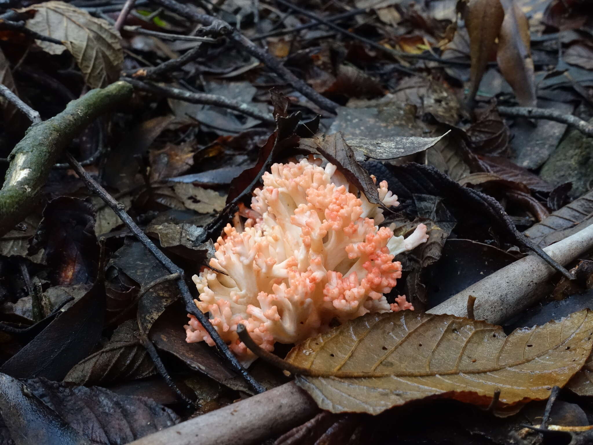 Image de Ramaria capitata Corner 1950