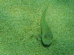 Image of weeverfishes