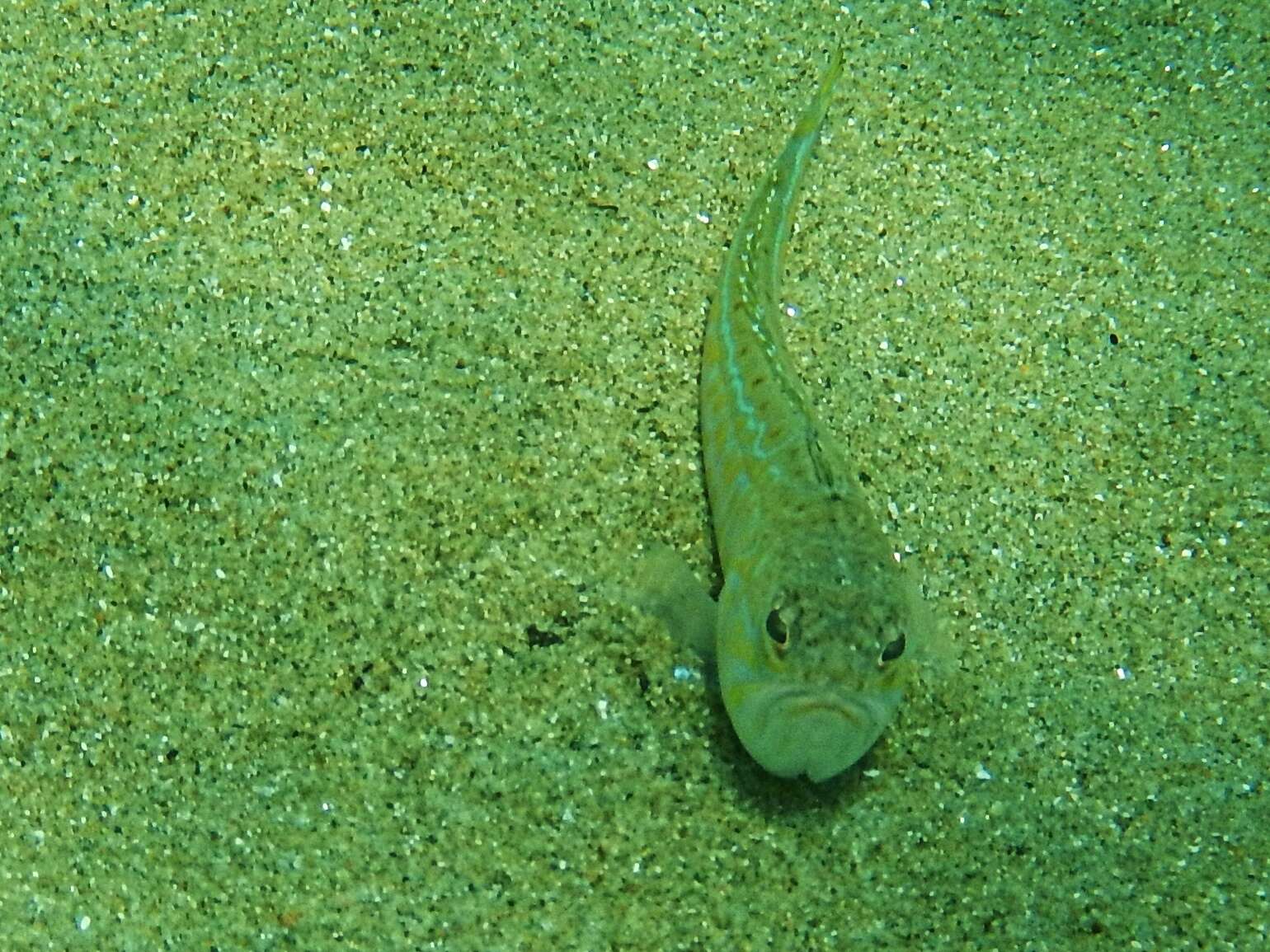 Image of weeverfishes