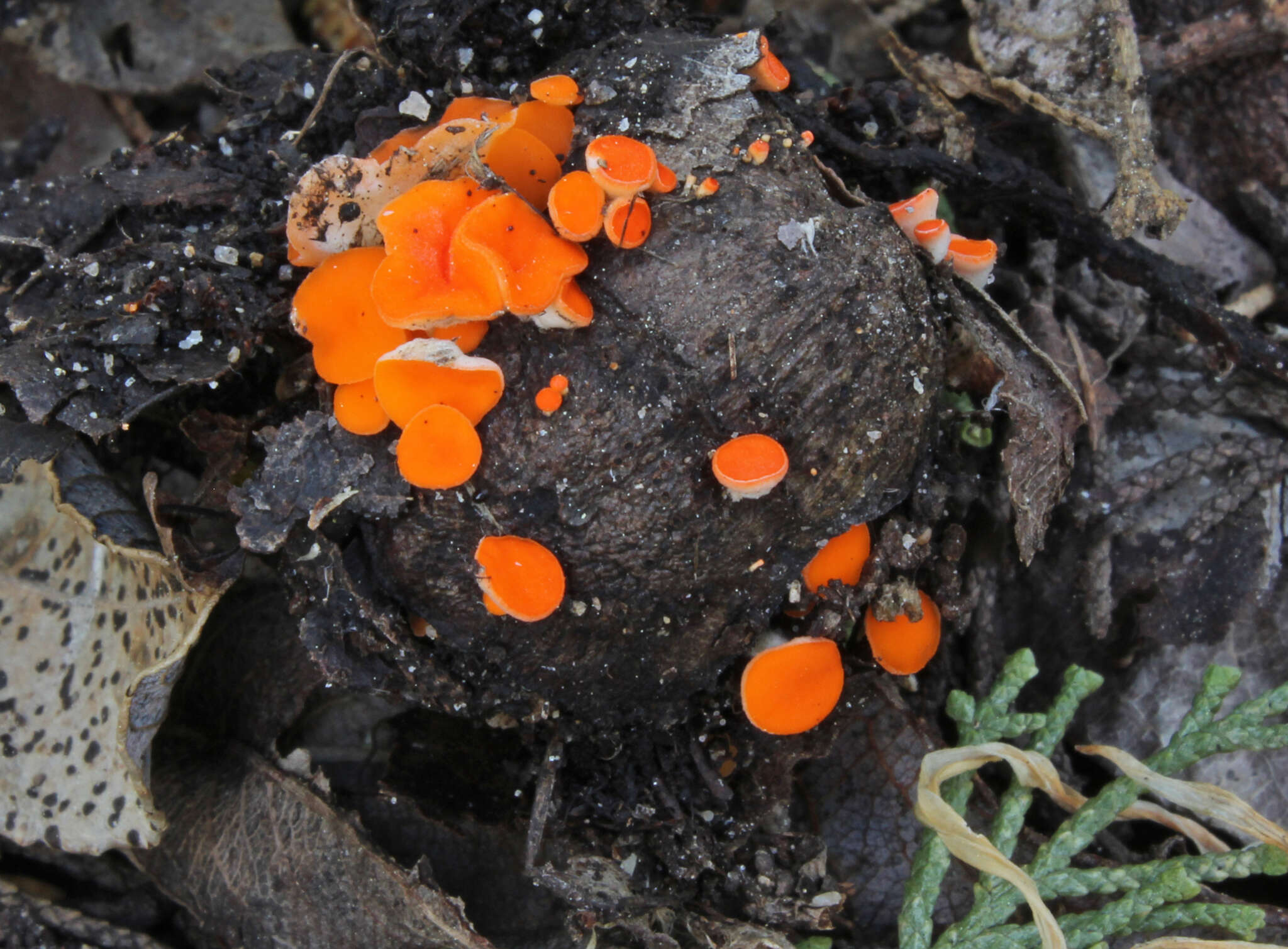 صورة Pseudopithyella minuscula (Boud. & Torrend) Seaver 1928