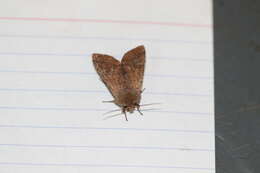 Image of Orthosia pacifica Harvey 1874