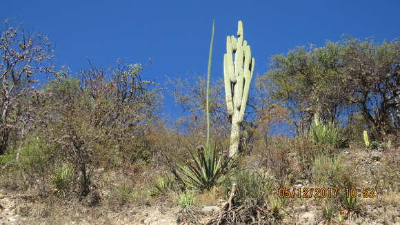 Image of Agave funkiana K. Koch & C. D. Bouché