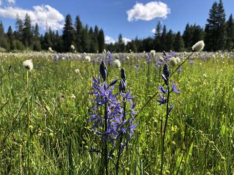 Imagem de Camassia quamash subsp. breviflora Gould