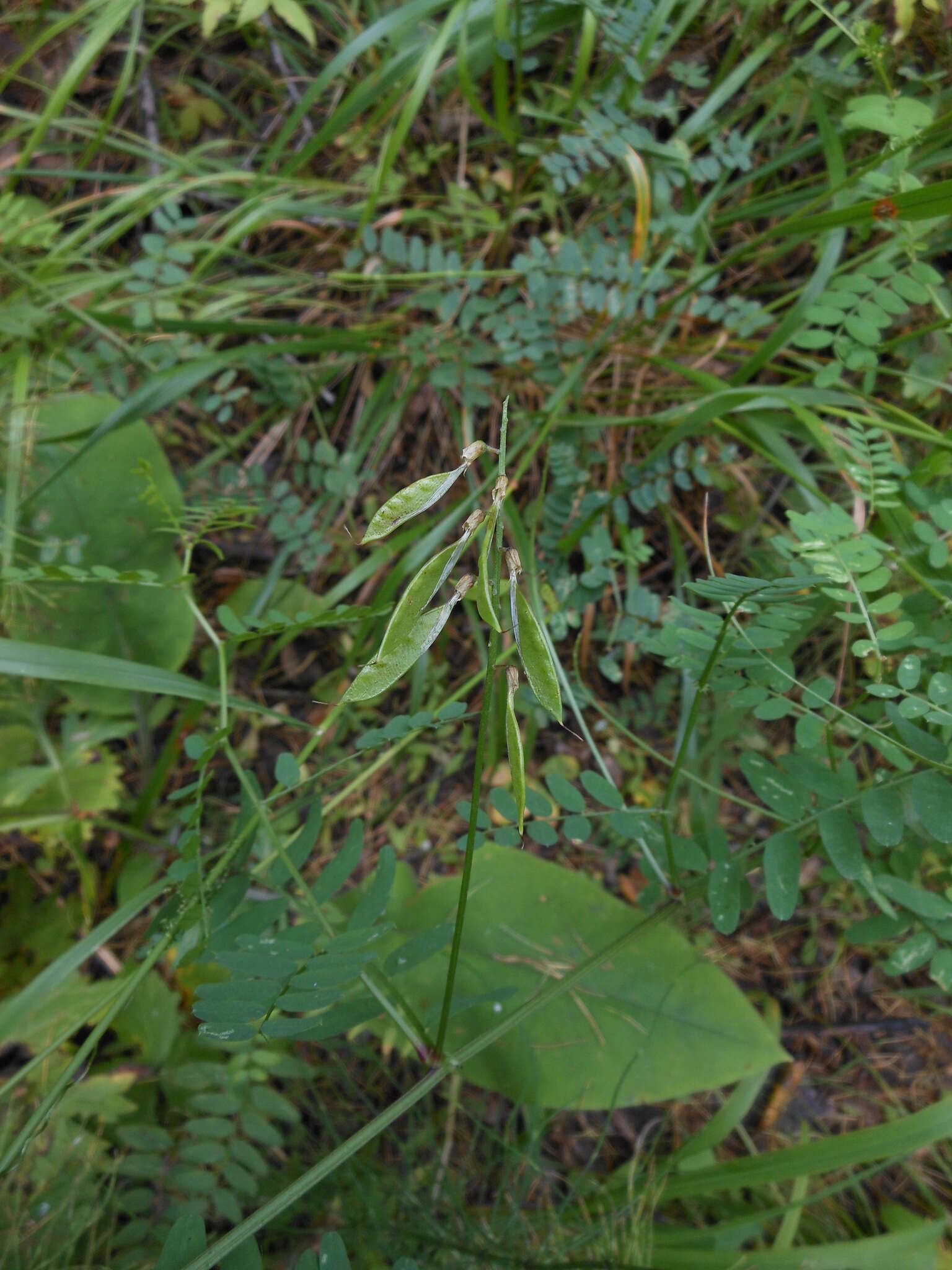 Image of wood vetch