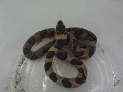 Image of Southwestern Cat-eyed Snake