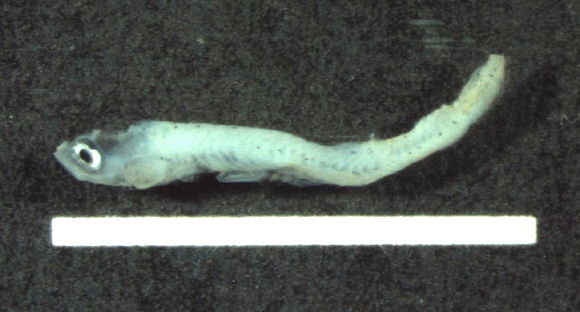 Image of Brachsen