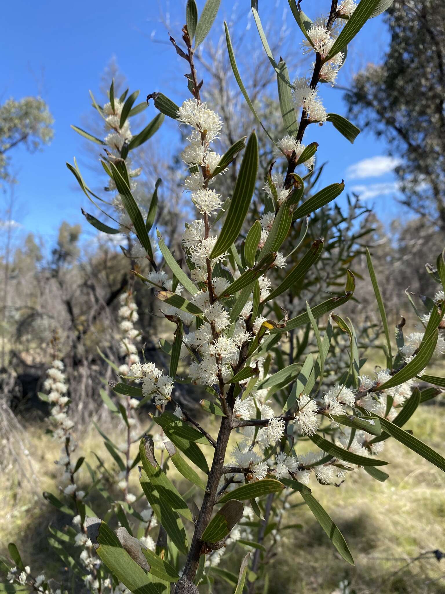 Imagem de Hakea laevipes subsp. graniticola Haegi