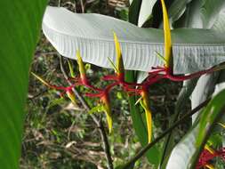 Image of Heliconia richardiana Miq.