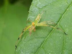 Image of Magnolia Green Jumper