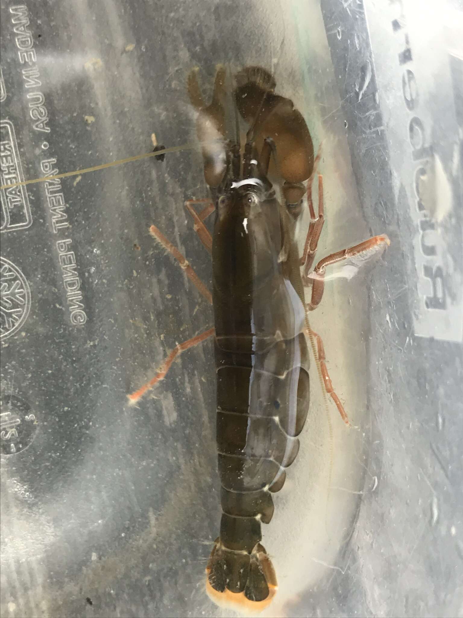 Image of bigclaw snapping shrimp
