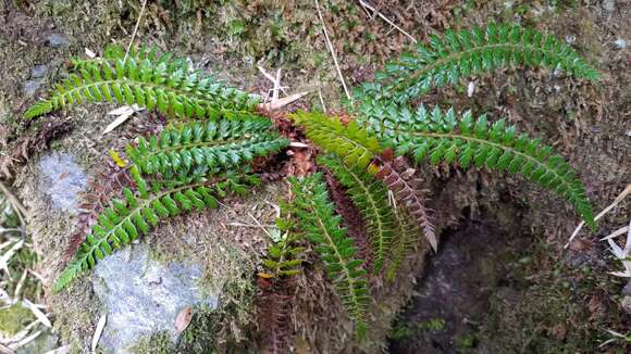 Image of Polystichum acanthophyllum (Franch.) Christ