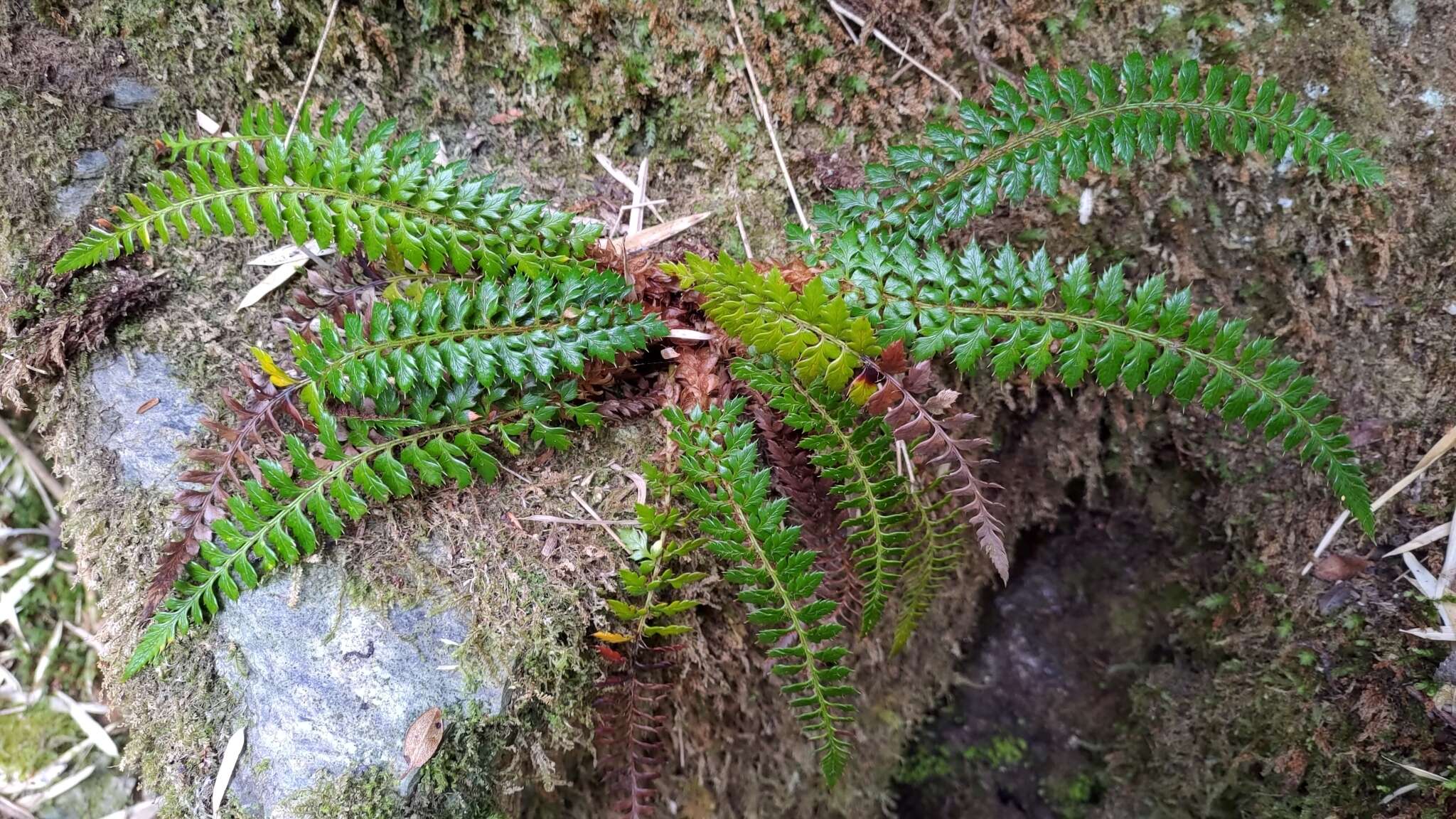 Polystichum acanthophyllum (Franch.) Christ resmi