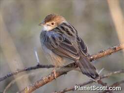 Cisticola chiniana (Smith & A 1843) resmi