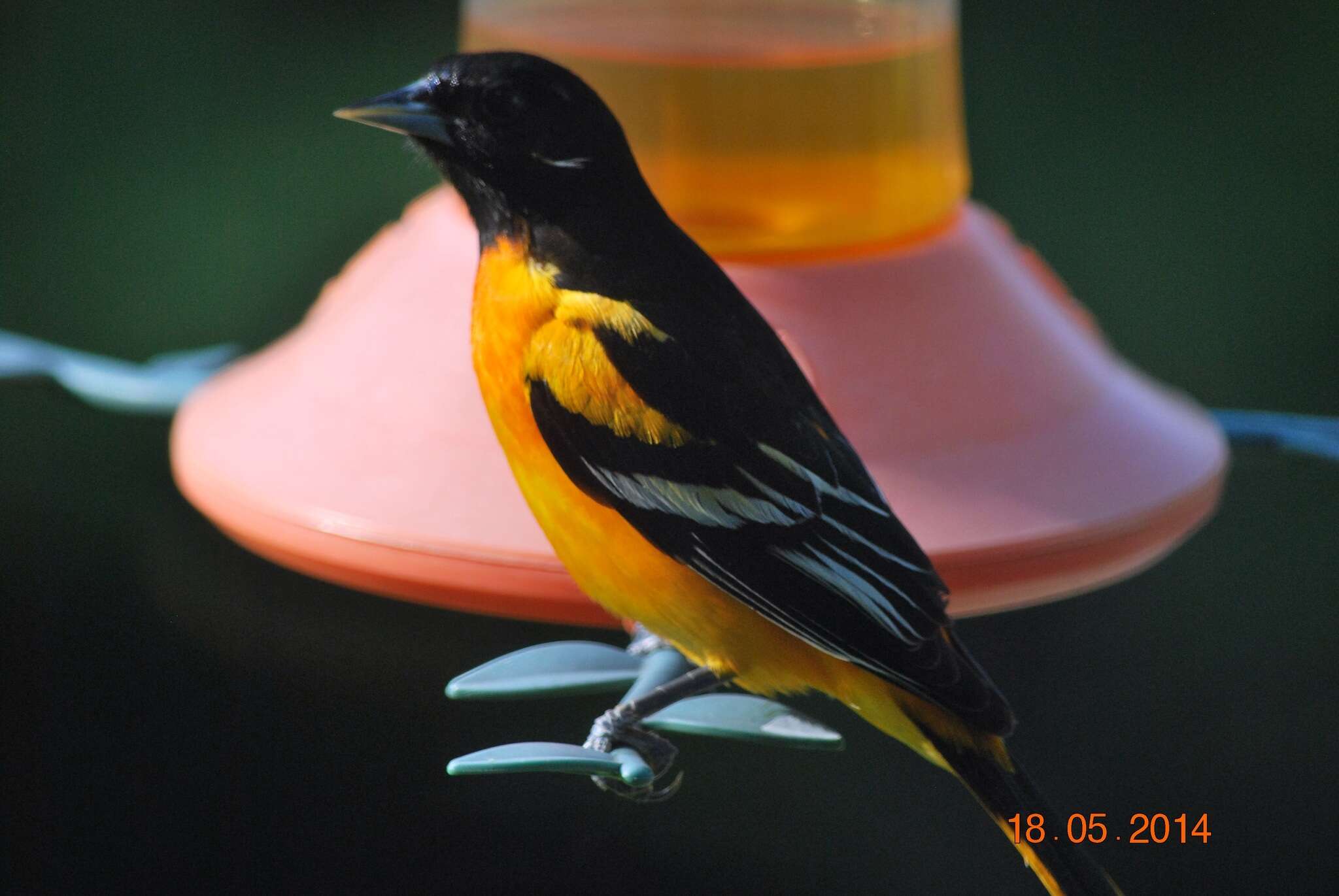 Image of Baltimore Oriole