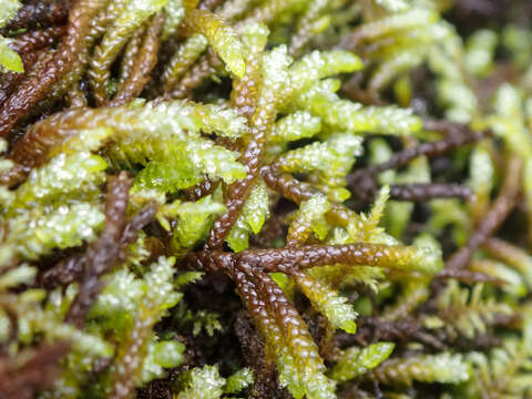 Image of obtuseleaf scleropodium moss