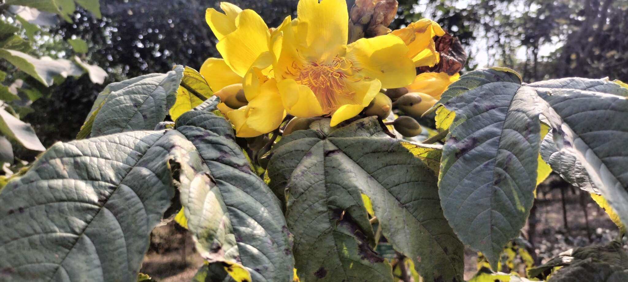 Cochlospermum religiosum (L.) Alston resmi