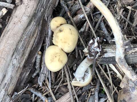 Image of Agrocybe acericola (Peck) Singer 1950