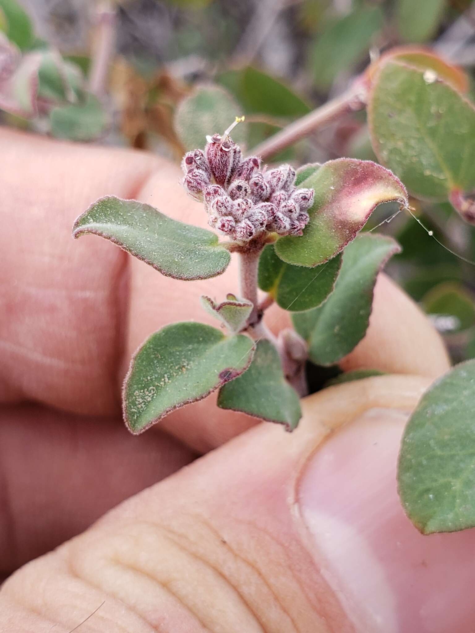 صورة Euphorbia tomentulosa S. Watson