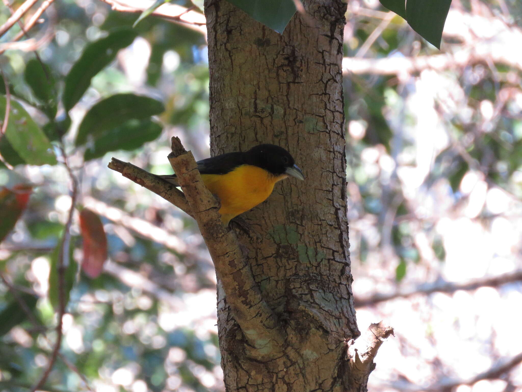 Image de Ploceus bicolor bicolor Vieillot 1819