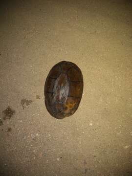 Image of Oaxaca Mud Turtle