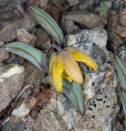 Image of Siskiyou fritillary