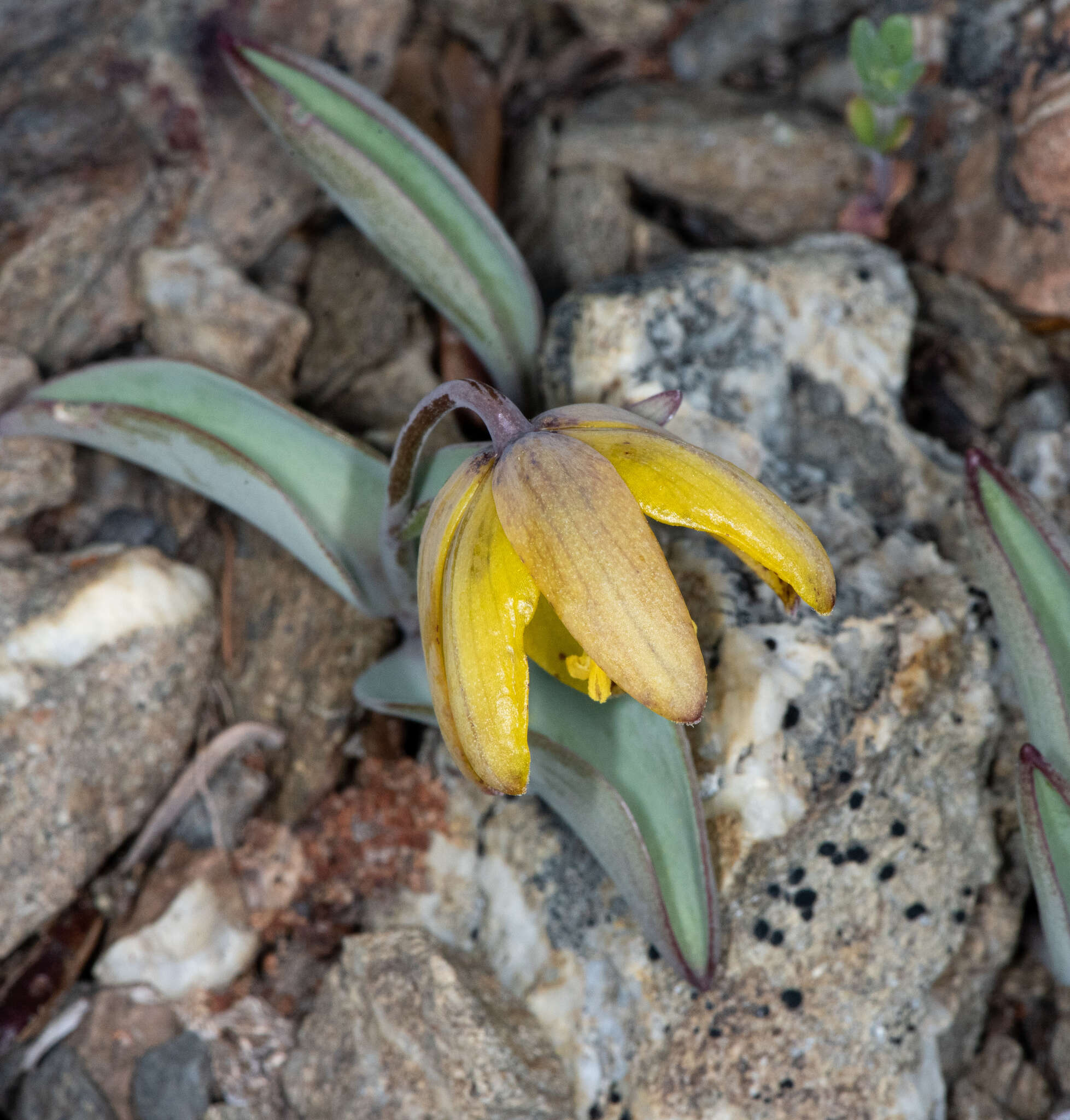 Image of Siskiyou fritillary