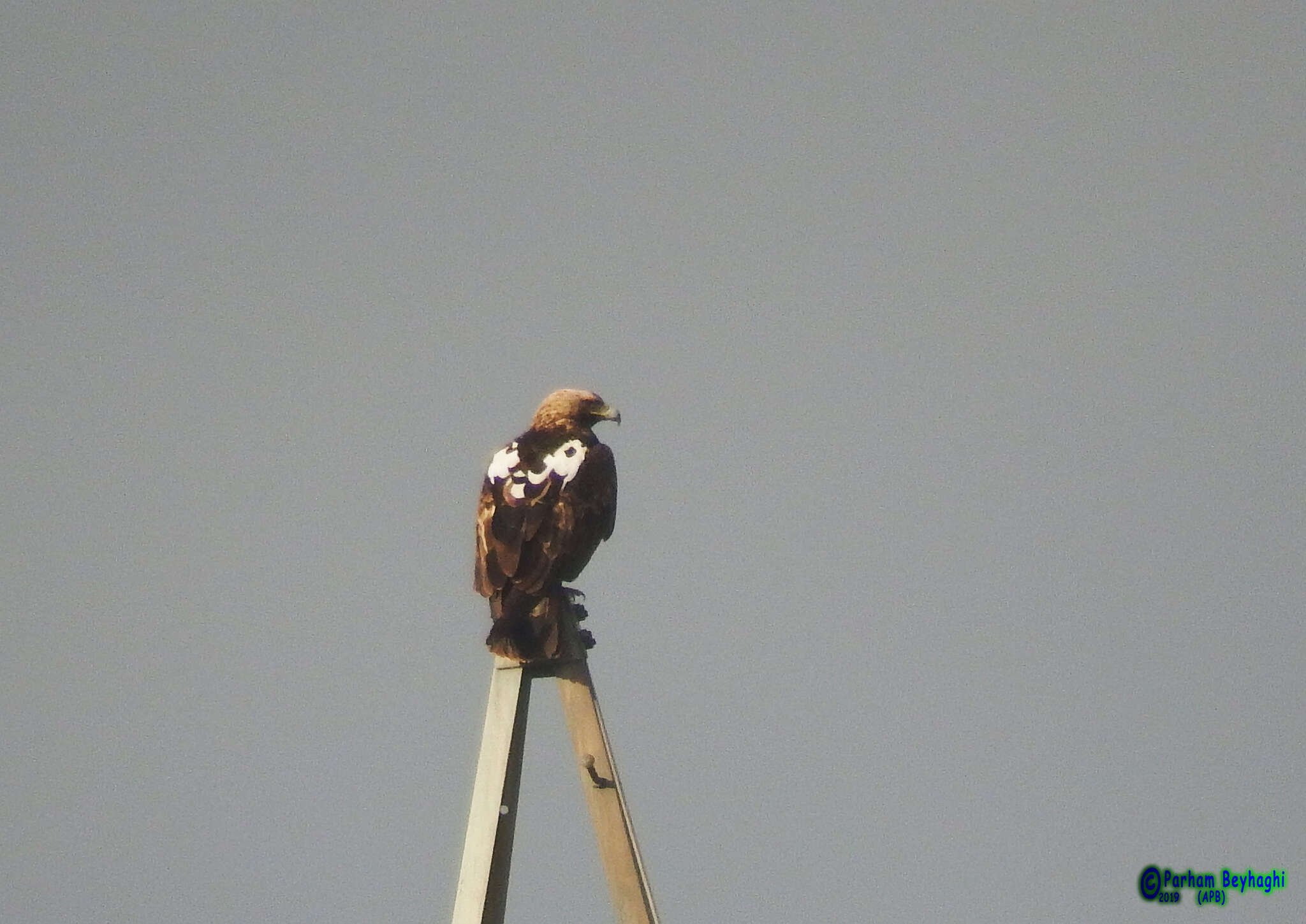 Image of Asian Imperial Eagle