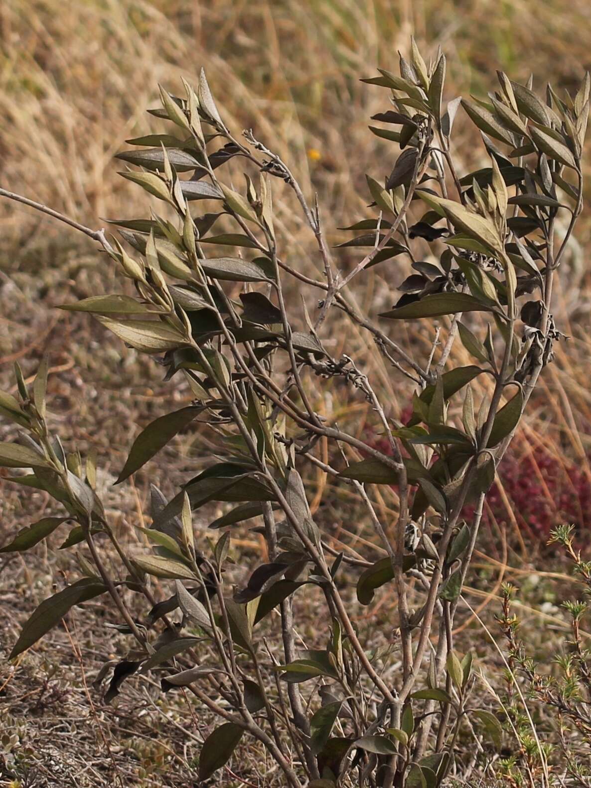 Sivun Chromolaena leivensis (Hieron.) R. King & H. Rob. kuva