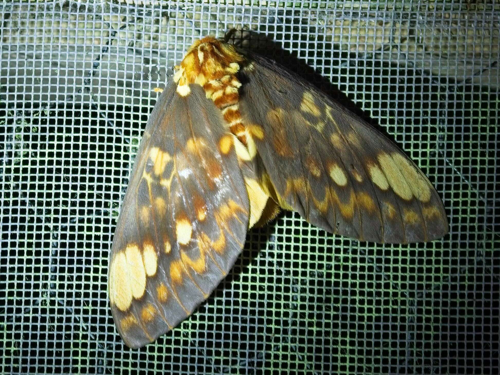 Image of Citheronia equatorialis Bouvier 1927