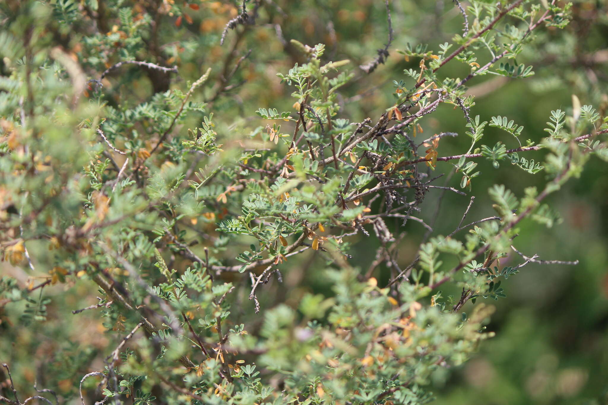 Imagem de Dalea bicolor Willd.