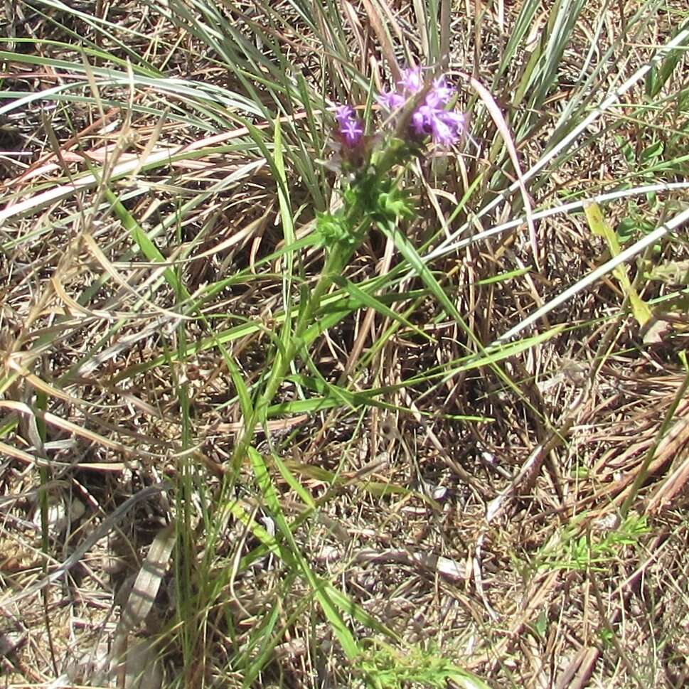 Слика од Liatris squarrosa (L.) Michx.