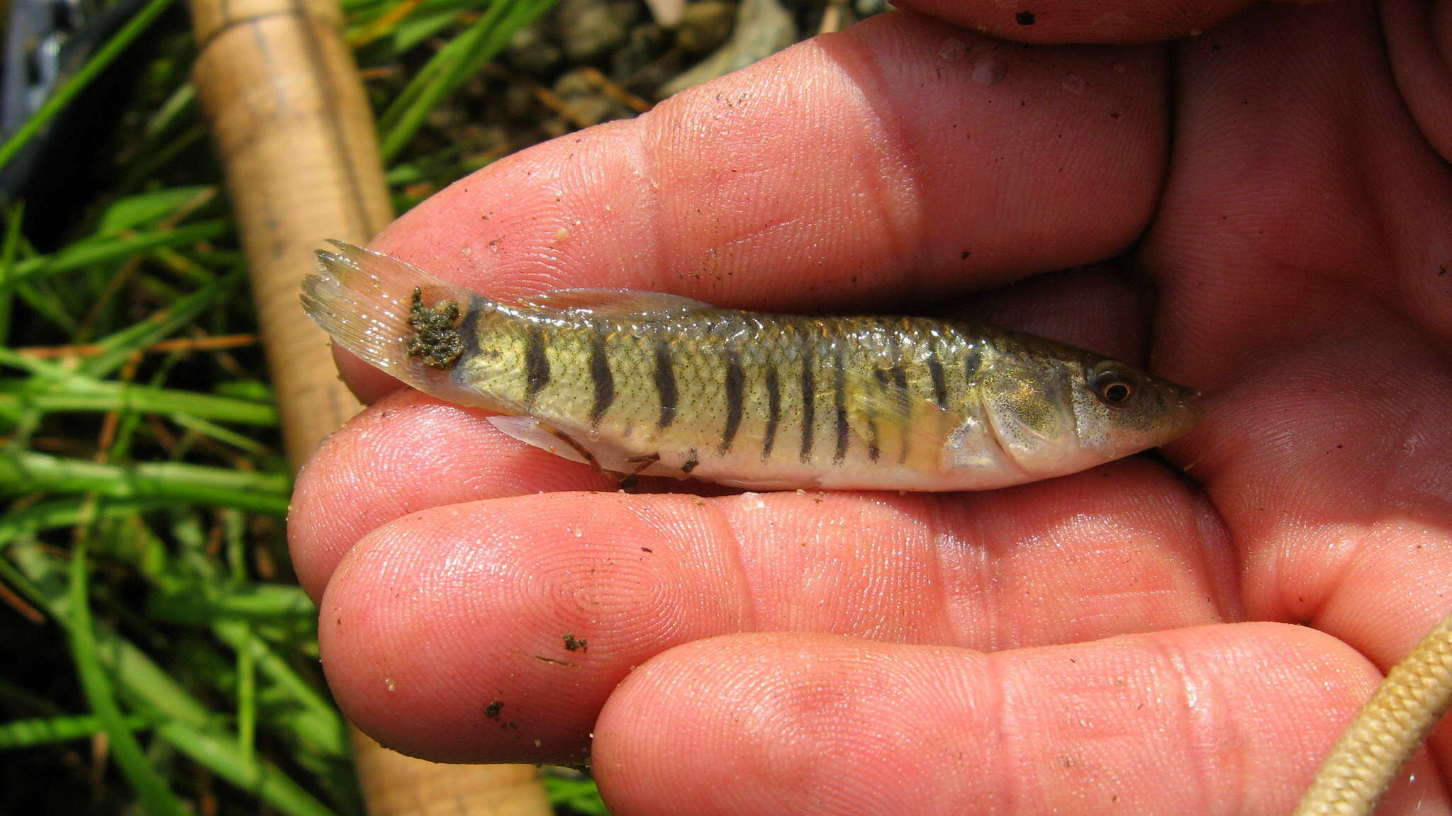 Image of Striped Killifish