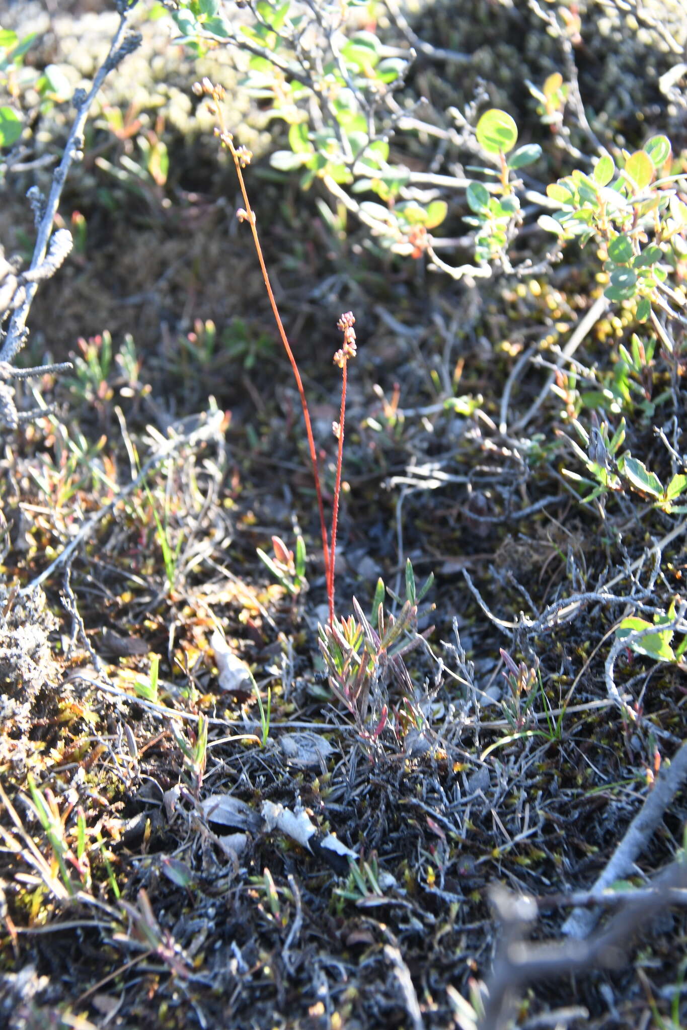 Micranthes foliolosa (R. Br.) Gornall resmi