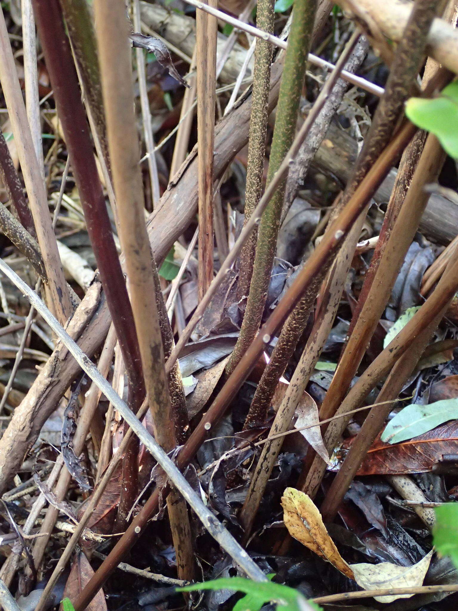 Image of giant swordfern