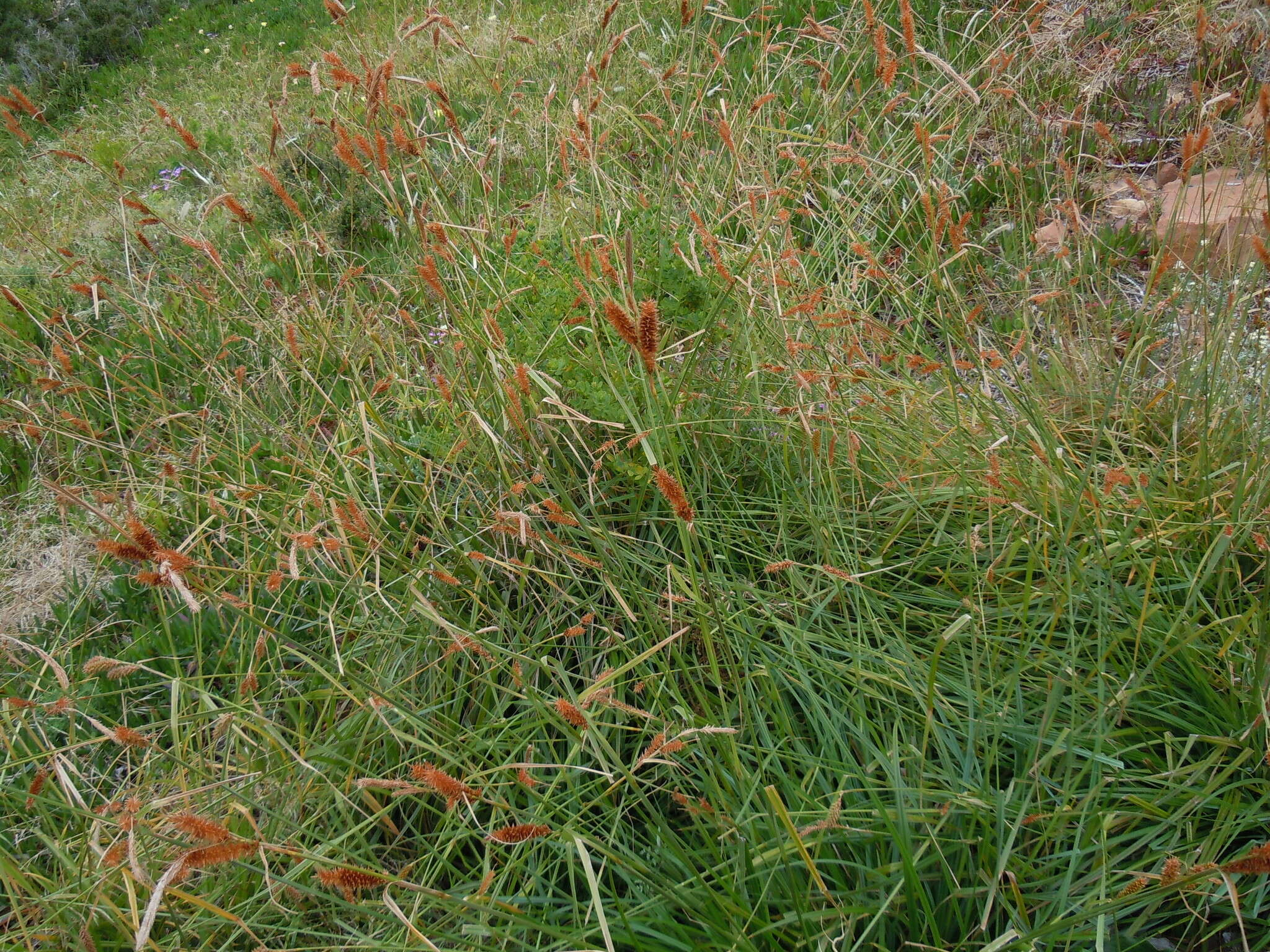 Imagem de Carex clavata Thunb.