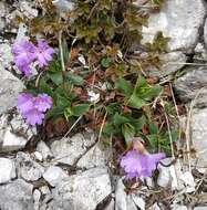 Sivun Primula glaucescens Moretti kuva