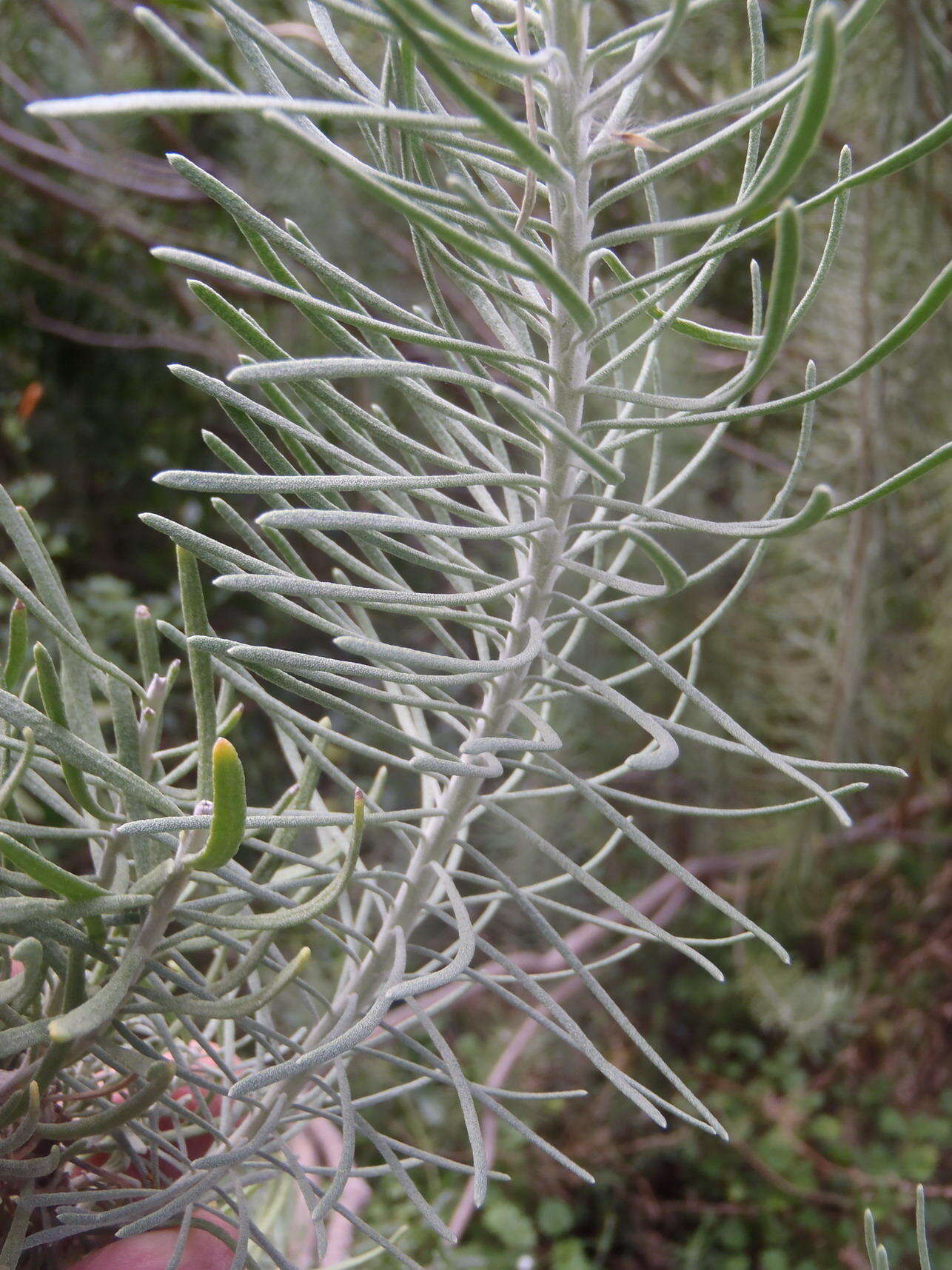 Image of Athanasia tomentosa Thunb.