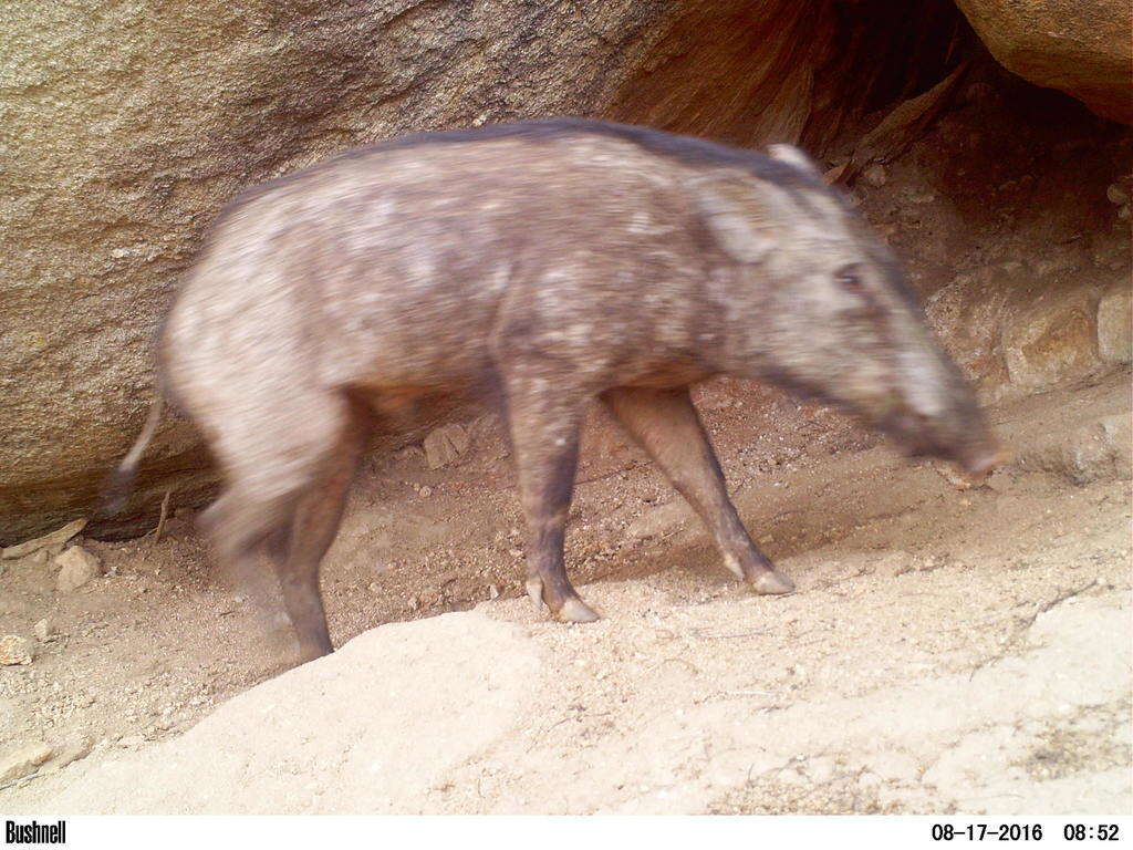 Image of Indian boar