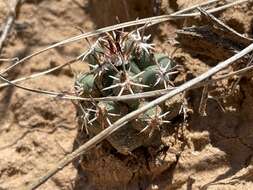 Plancia ëd Sclerocactus cloverae K. D. Heil & J. M. Porter