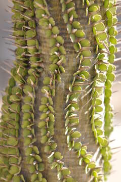 Image of Madagascan ocotillo