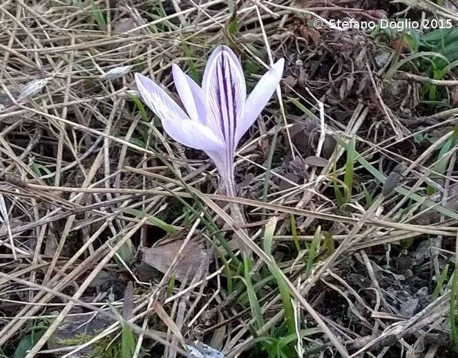 صورة Crocus corsicus Vanucchi